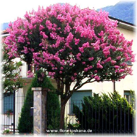 درختچه توری